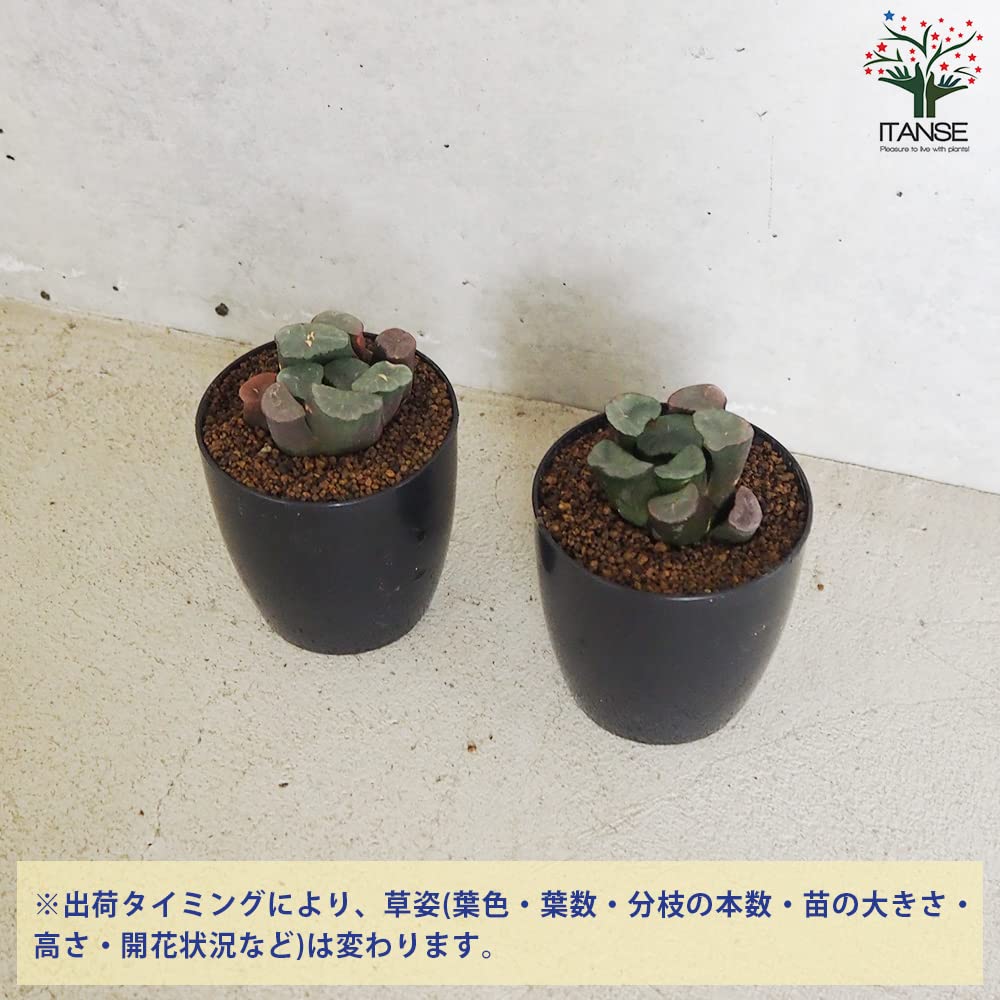赤紫色の多肉植物 青い鉢付き*2 3f7bdeb1bdbd40a16136a027ac523f